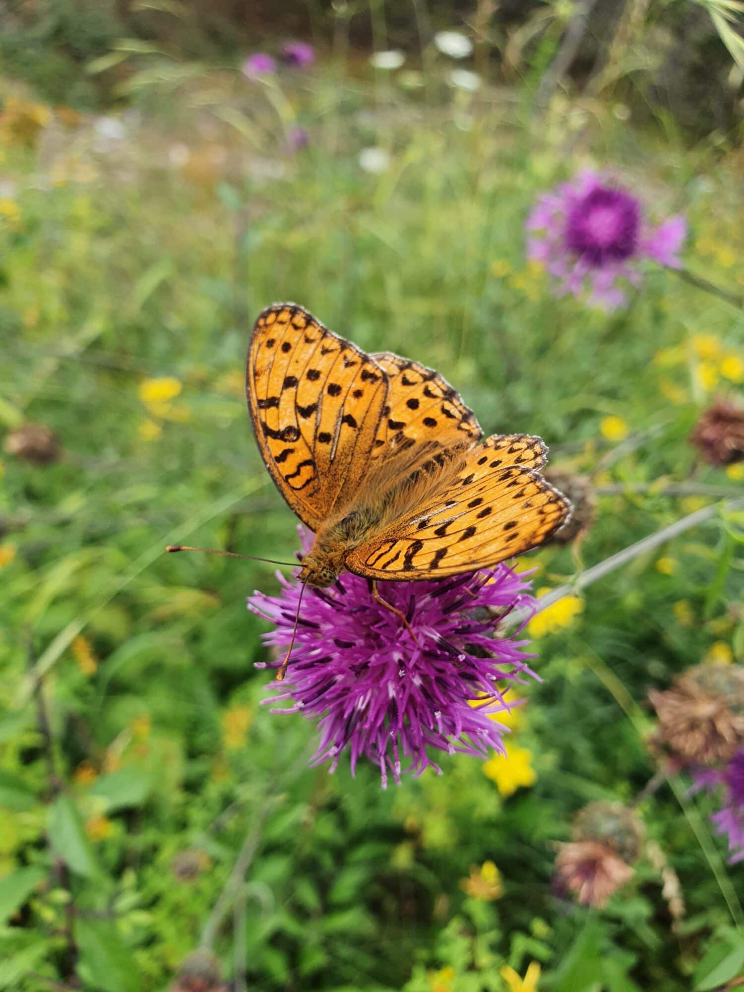 Schmetterling auf Distel